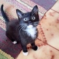 Kleine Mirta sucht tolles Zuhause, Katze zur Adoption