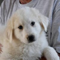 Möchten Sie Cucco adoptieren?, Hund zur Adoption