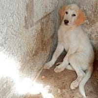 Möchten Sie Pappo ein Zuhause geben?, Hund zur Adoption