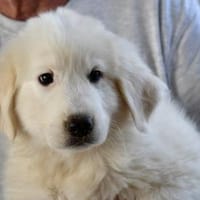 Möchten Sie Curzio bei sich aufnehmen?, Hund zur Adoption