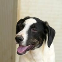 Prince freut sich auf seine neue Familie, Hund zur Adoption