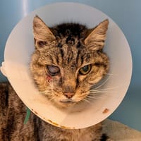 FAUCON cherche famille relais, chat à adopter