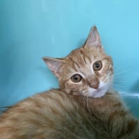 CHAT ALORS, chat à adopter