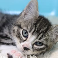Atti, chat à adopter