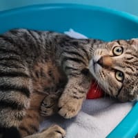 TRESOR QCT (Réservé), chat à adopter