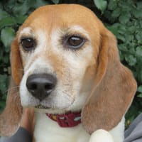 Texas, chienne à adopter