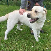 Simba, chien à adopter
