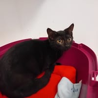 NOIRAUDE, chatte à adopter