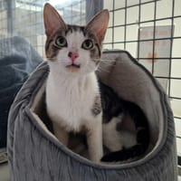 CORAIL, chat à adopter