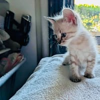 CREAMY, chatte à adopter