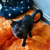 Batman (réservé), chat à adopter