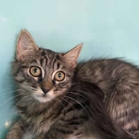 CHAT-DORABLE, chatte à adopter