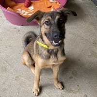 GIORGIO (réservé), chien à adopter
