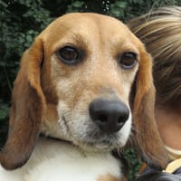 tzigane, chienne à adopter