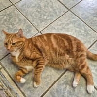 GARFIELD, chat à adopter