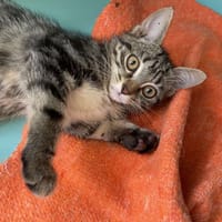 CHAT PERLIPOPETTE, chatte à adopter