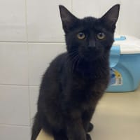 CHAT-PITRE, chatte à adopter