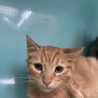 CHATMOURAI, chat à adopter