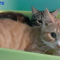 James, chat à adopter