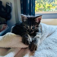 CRISPY, chat à adopter