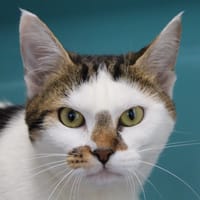 Princesse, chatte à adopter