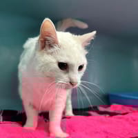 MINETTE, chatte à adopter