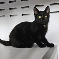 Mao, chatte à adopter