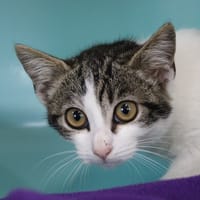 ANDIE, chatte à adopter