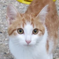 OPPA, chat à adopter