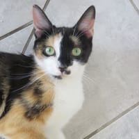 NEZUKO, chatte à adopter