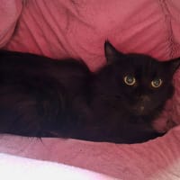 MONCHERI, chat à adopter