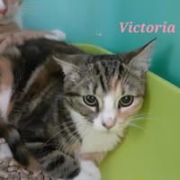 Victoria, chatte à adopter