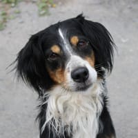 Flash, chien à adopter