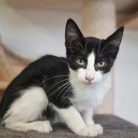 ALIKA, chatte à adopter