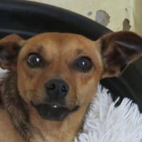 MERIDIUS, chien à adopter