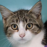 Arizona, chatte à adopter