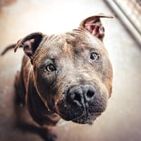 JUICE, chien à adopter