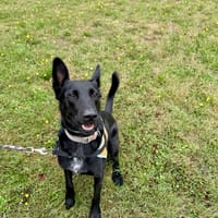 TOYS, chien à adopter