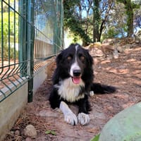 ULIS, chien à adopter