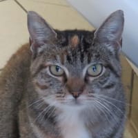 HAYUN, chatte à adopter