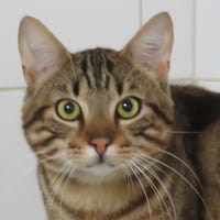 TOUAREG, chat à adopter