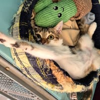 CAT APULTE, chatte à adopter