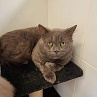 Zizou, chat à adopter