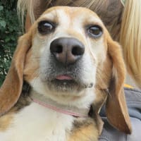 Trompette, chienne à adopter