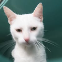 INJA, chatte à adopter