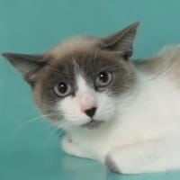 CLEO, chatte à adopter