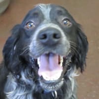 DECIMUS, chien à adopter