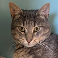 EWALK, chat à adopter