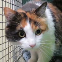 FANTA, chatte à adopter