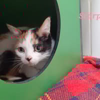 SCARPE, chatte à adopter